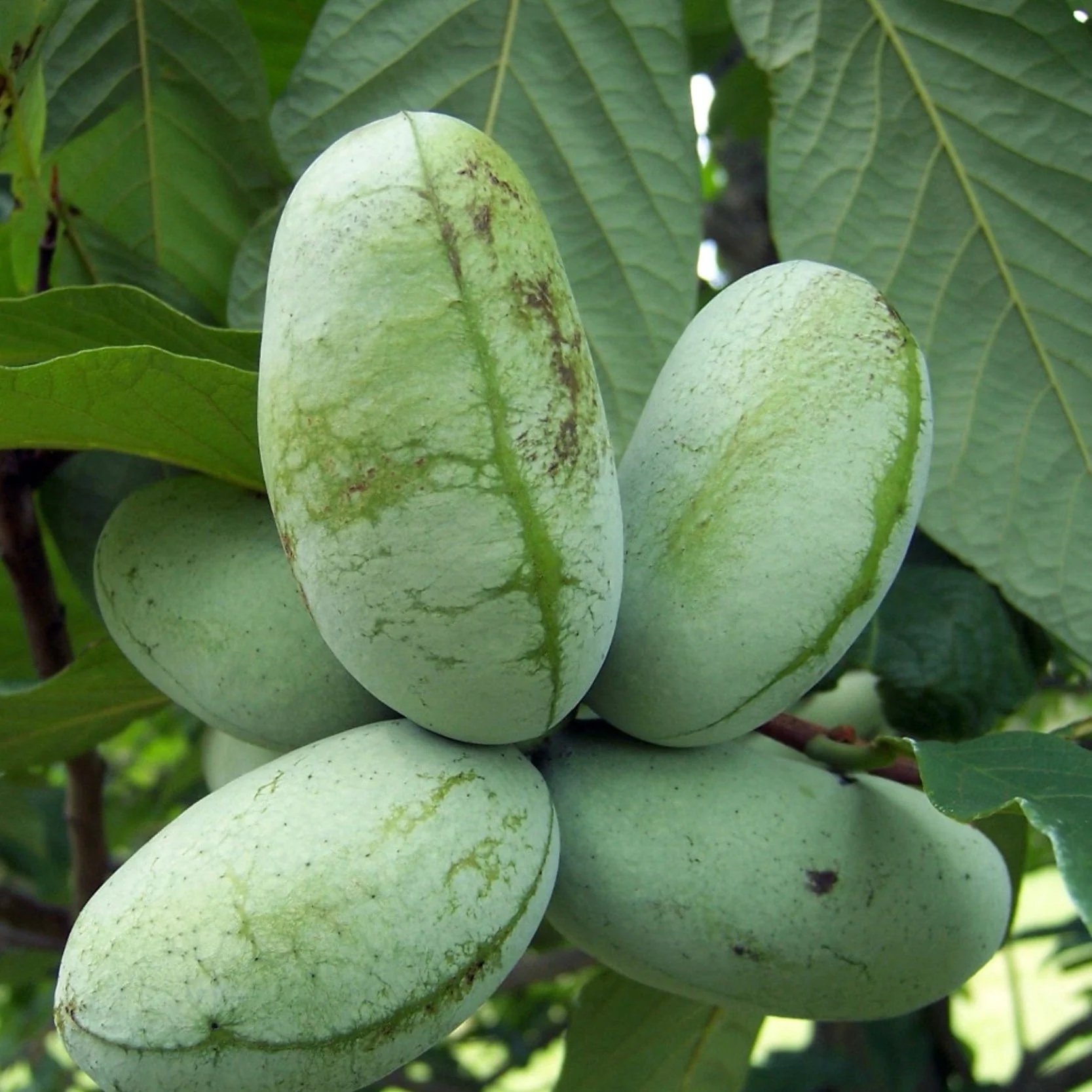 Hardy Trees for Every Garden