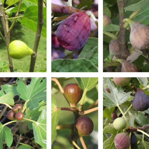 Honey Fig Cuttings