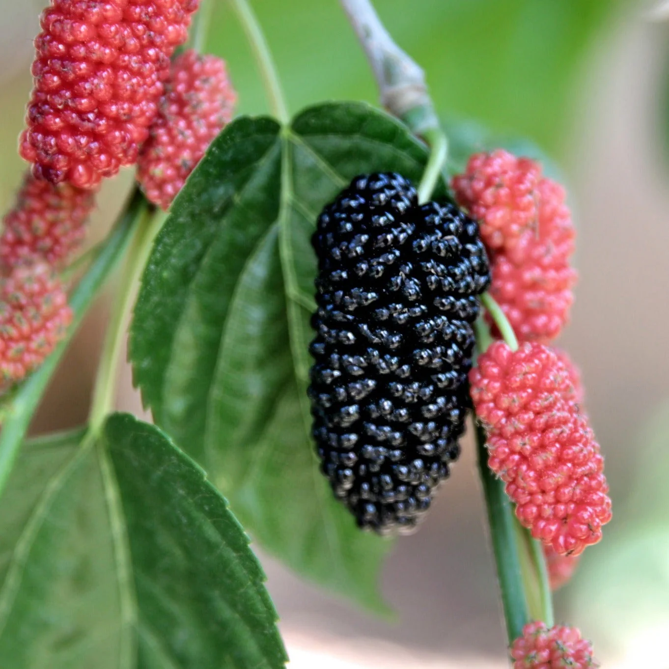 Mulberry Cuttings