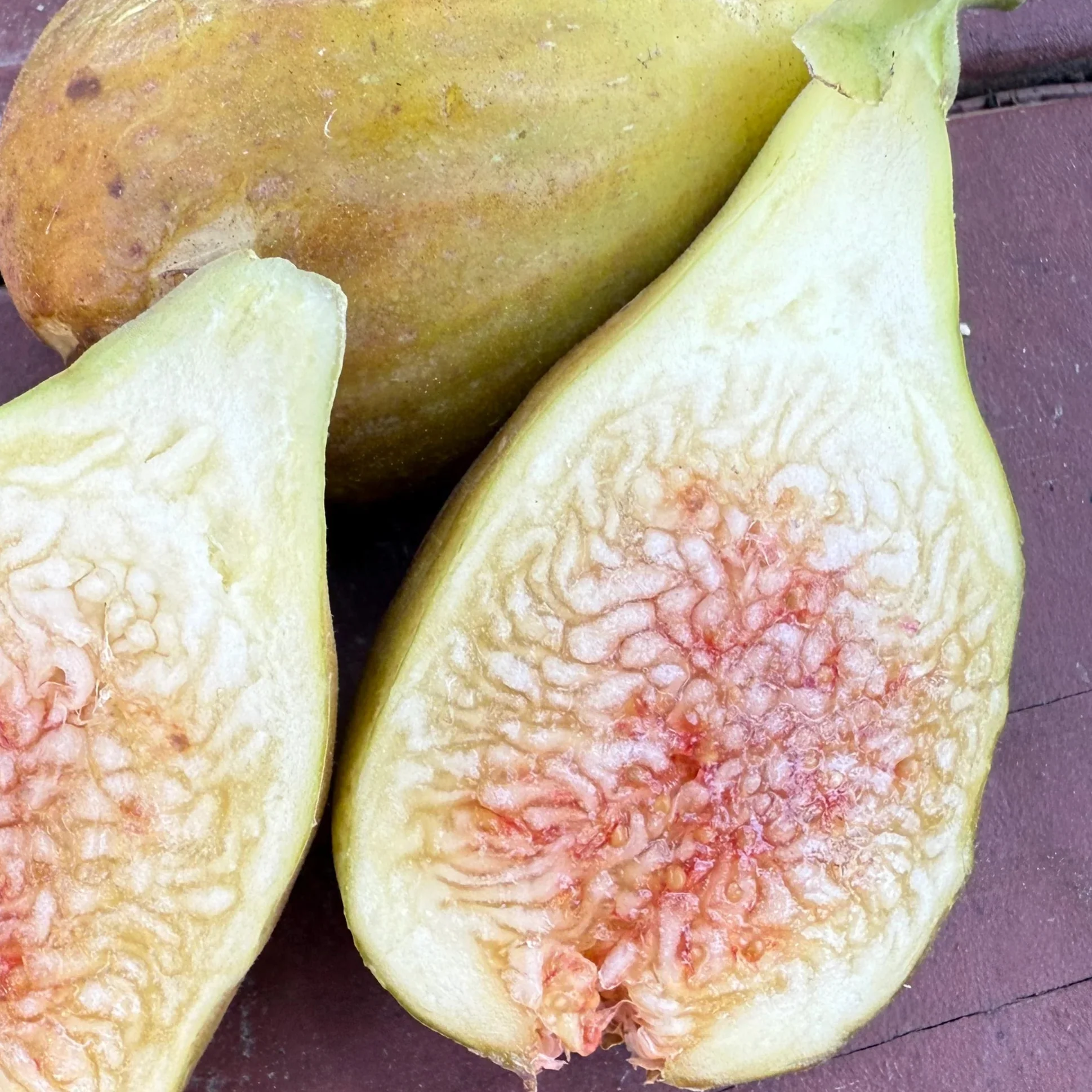 Fig Cuttings